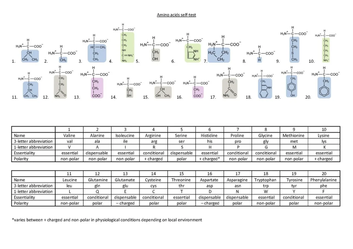Chart of all 20 standard proteinogenic amino acid structures with names, three-letter and one-letter codes, and side chain features