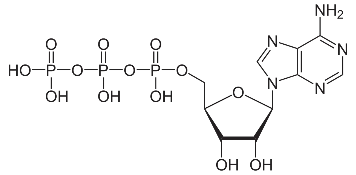 ATP structure showing adenine base, ribose sugar, and three phosphate groups connected by phosphoanhydride bonds