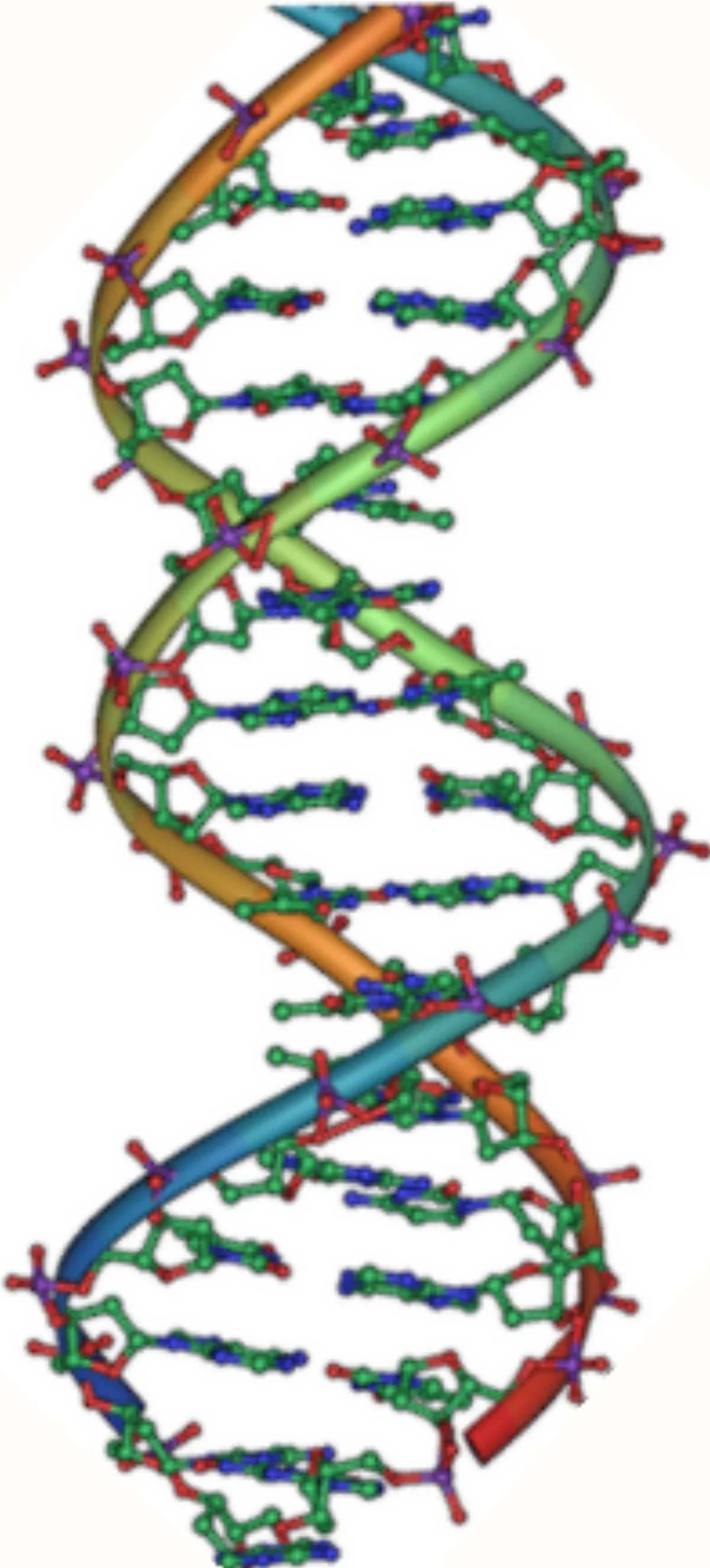 DNA double helix structure showing antiparallel sugar-phosphate backbones with complementary base pairs hydrogen-bonded in the center