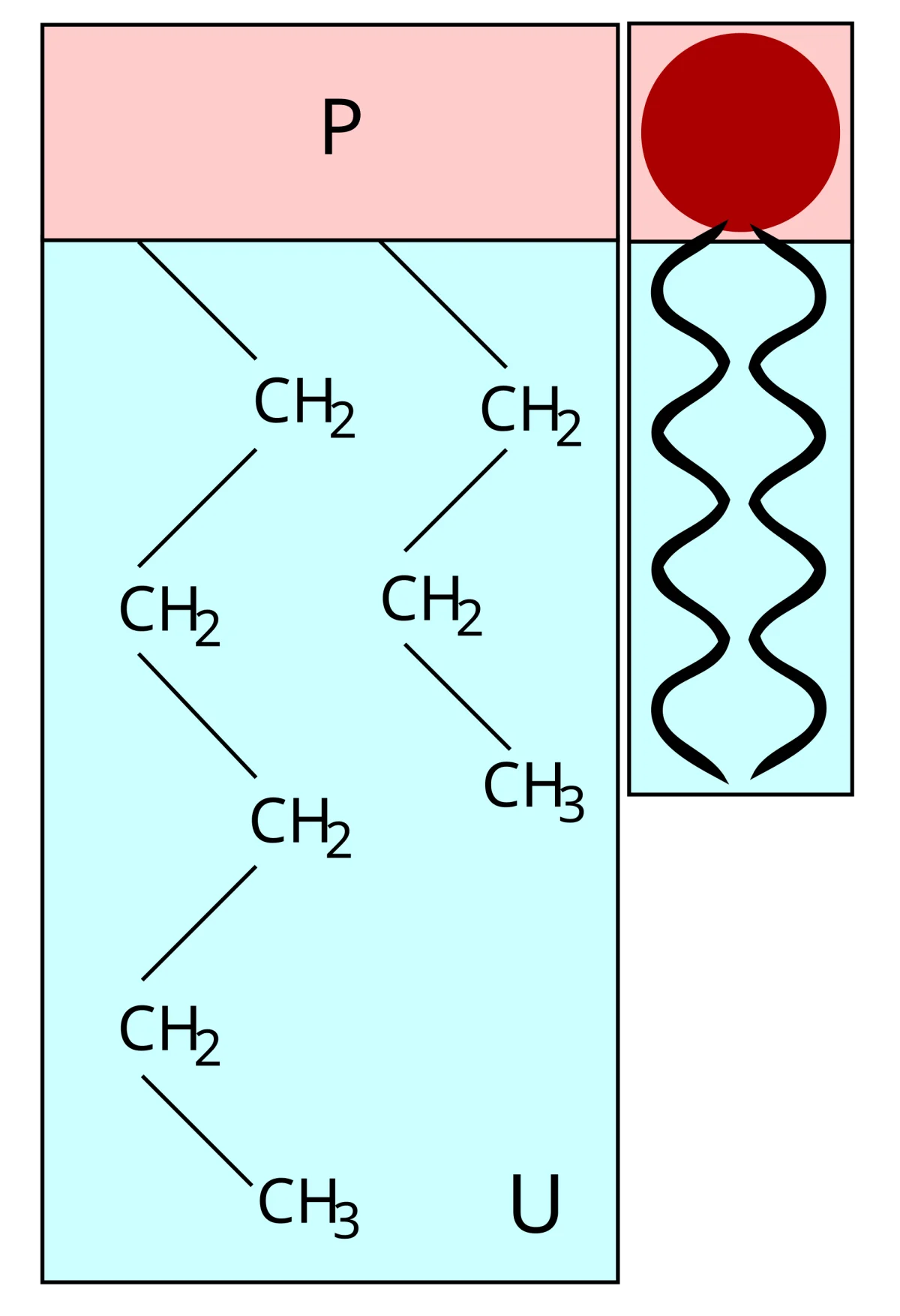 Phospholipid structure showing glycerol backbone, two fatty acid ester tails, phosphate head group, and charged polar head