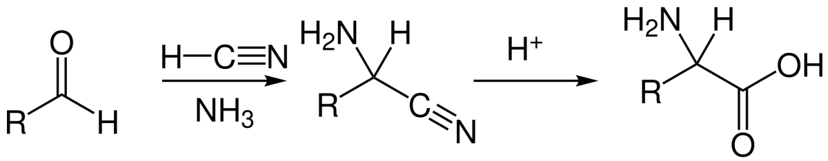 Strecker synthesis of an alpha-amino acid from an aldehyde, ammonia, and HCN via imine and aminonitrile intermediates