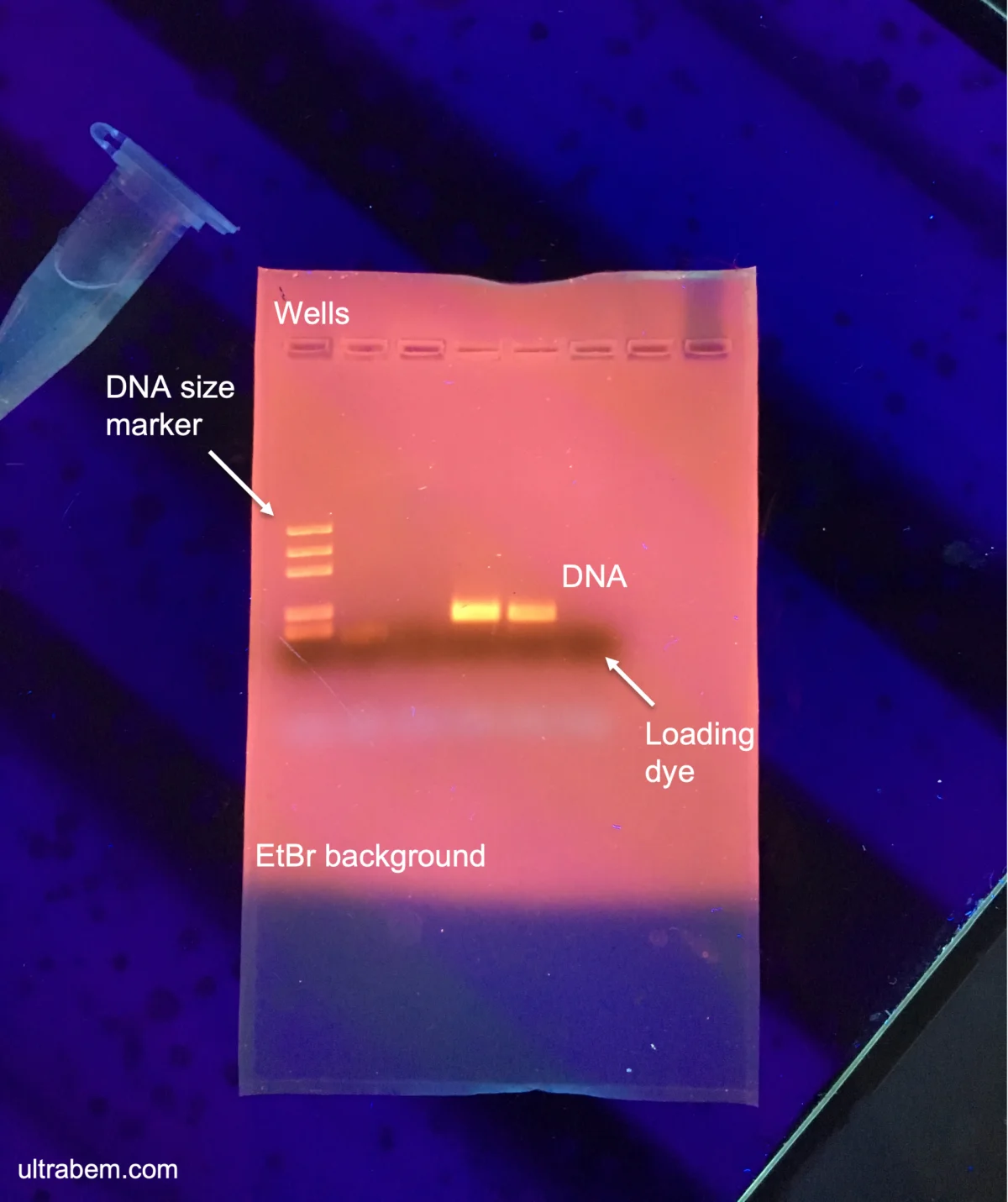 Annotated agarose gel electrophoresis image showing DNA ladder and sample lanes with bands at different migration distances corresponding to different DNA fragment sizes