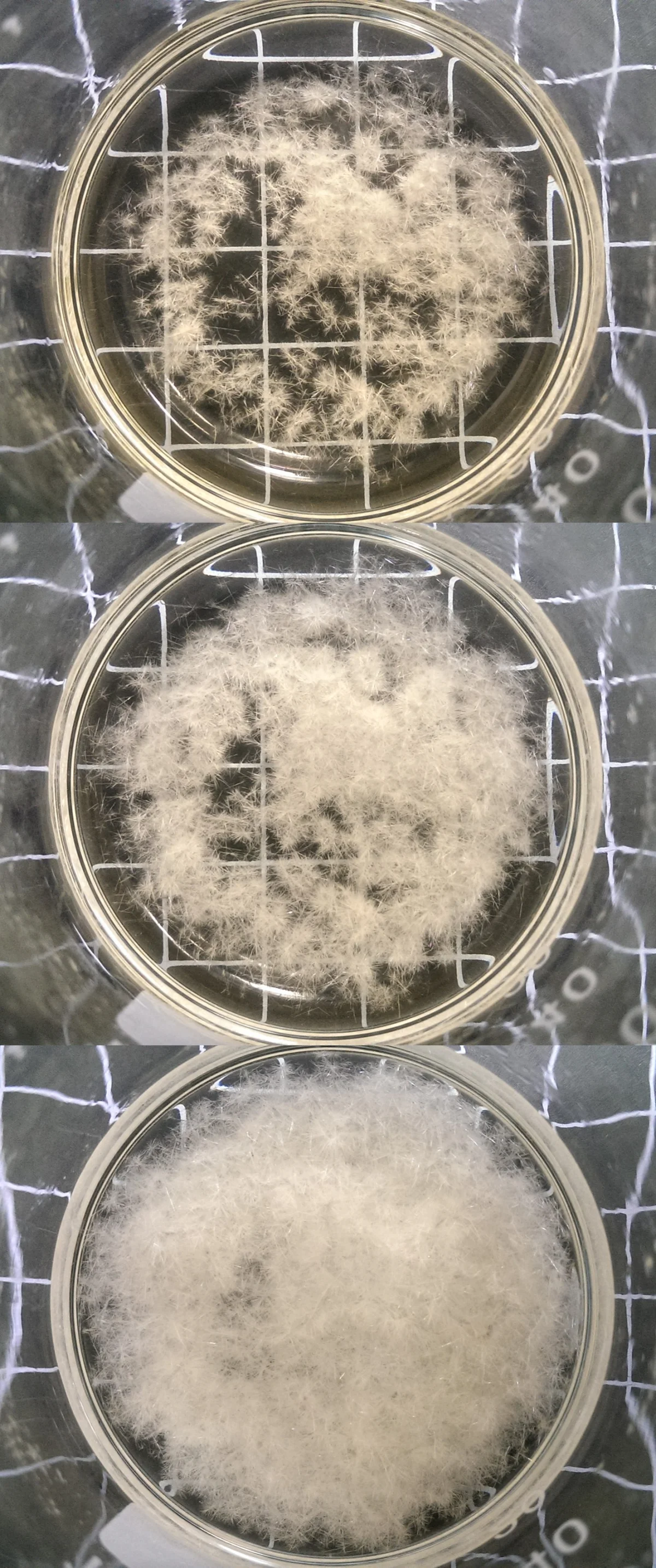 Recrystallization process showing compound dissolving in hot solvent and precipitating as crystals upon cooling