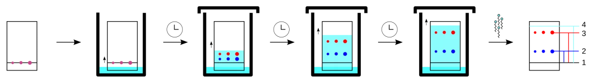 TLC sequence showing sample spotted at baseline, plate placed in developing solvent, and final plate with separated compound spots at different heights