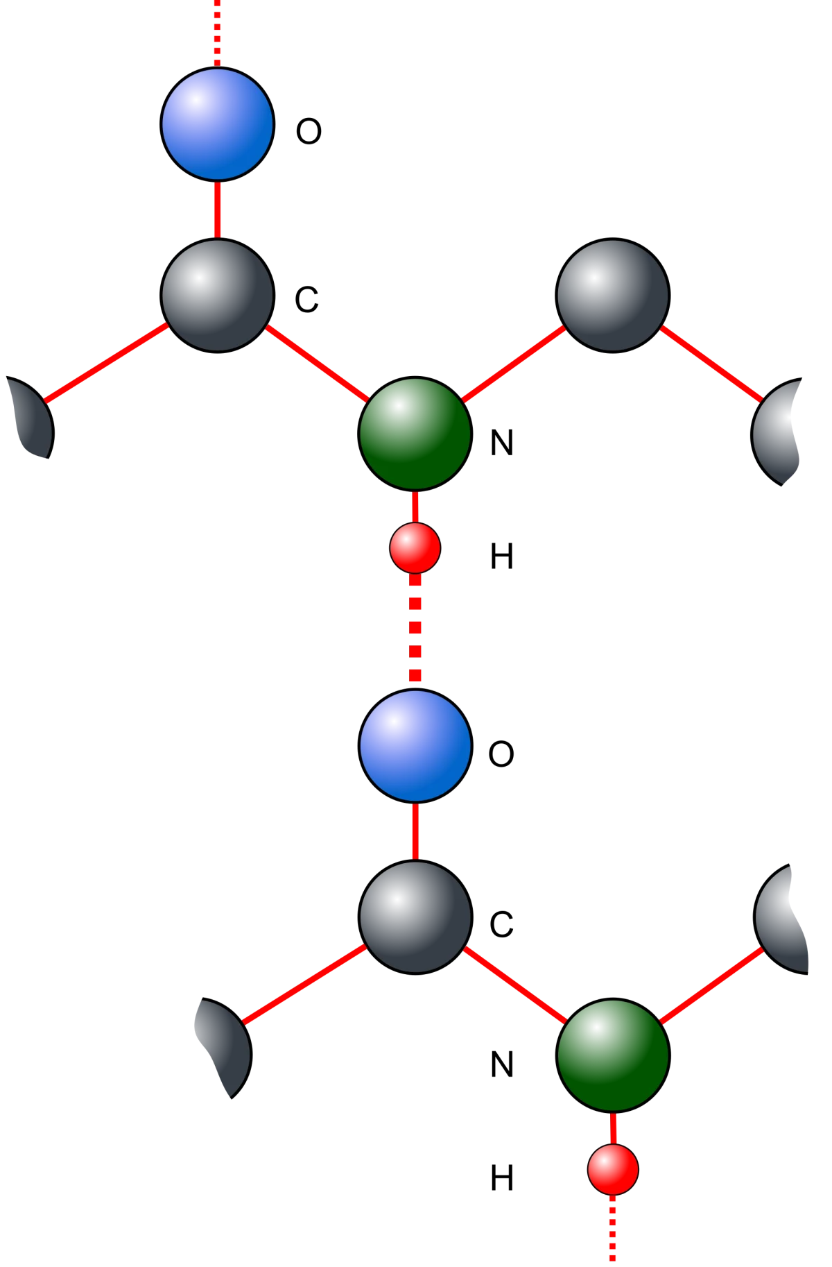 Hydrogen bonding between peptide groups showing N-H donor and C=O acceptor interaction that stabilizes protein secondary structure