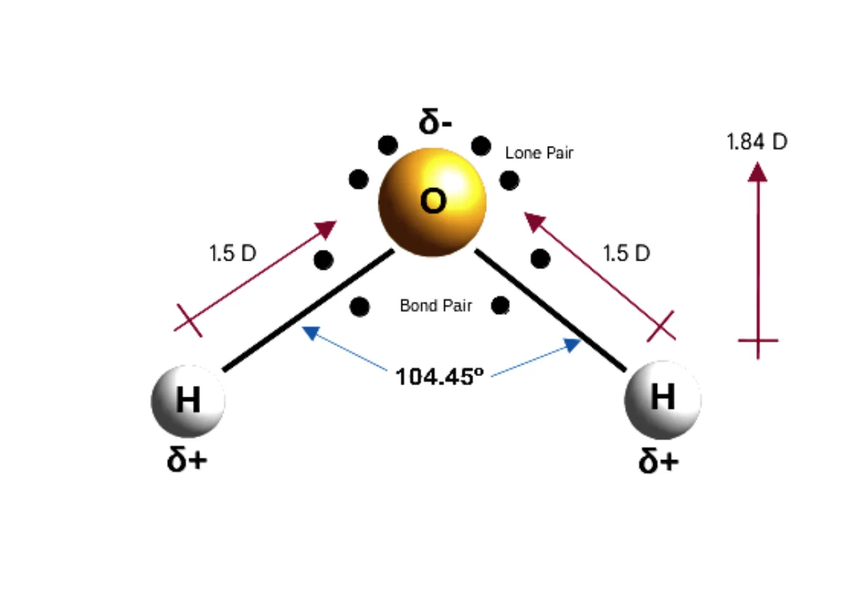 Water's molecular dipole with δ+ on the hydrogens and δ− on oxygen — the partial charges that drive dipole-dipole attractions and hydrogen bonding between neighboring molecules