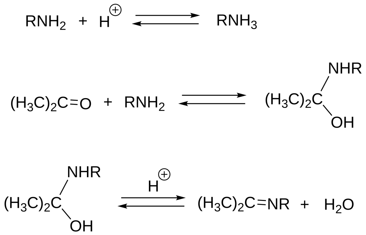 Full mechanism of imine formation from ketone and primary amine showing tetrahedral hemiaminal intermediate, proton transfers, loss of water, and final imine product