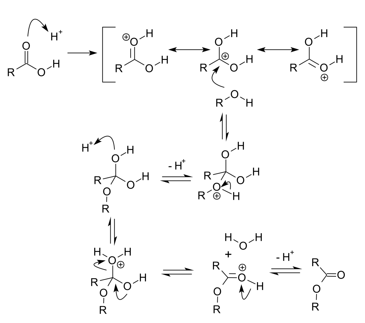 Fischer esterification mechanism showing acid catalysis leading to ester formation
