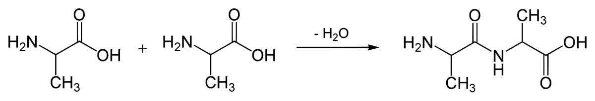 Peptide bond formation showing two amino acids joining via amide bond and releasing water