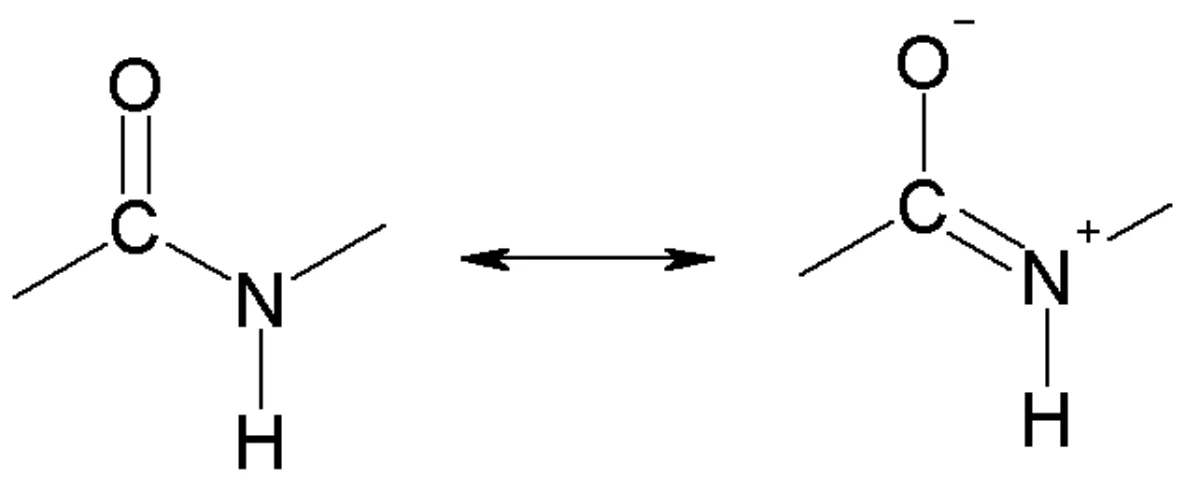 Peptide bond resonance structures showing delocalization of nitrogen lone pair into carbonyl giving partial double-bond character