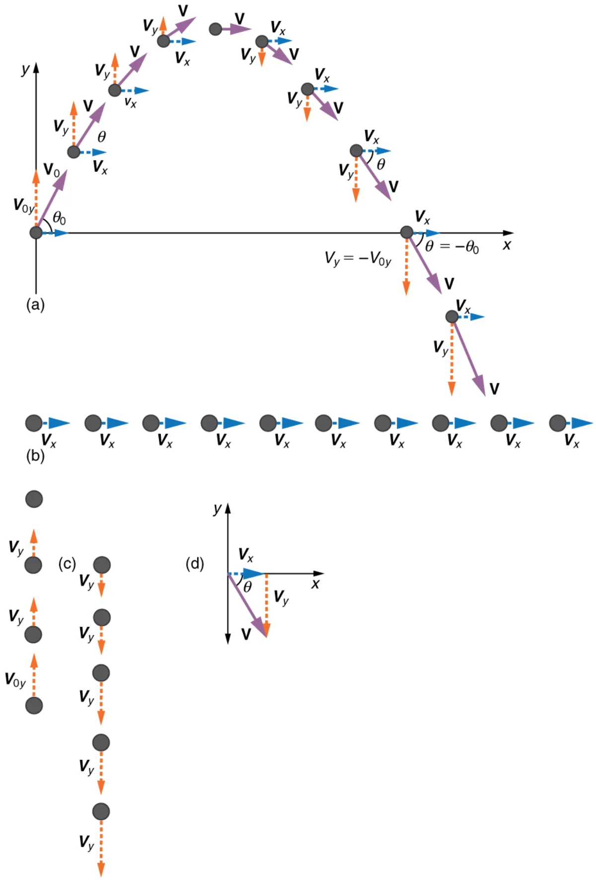 Projectile motion diagram showing the parabolic trajectory with velocity vectors decomposed into horizontal and vertical components at various points along the path