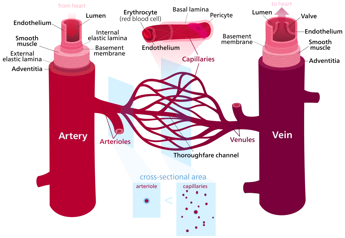 Diagram showing the total cross-sectional area of blood vessels at each level of the circulatory system, from the narrow aorta through branching arteries and arterioles to the massive total area of capillaries, then converging back through venules and veins